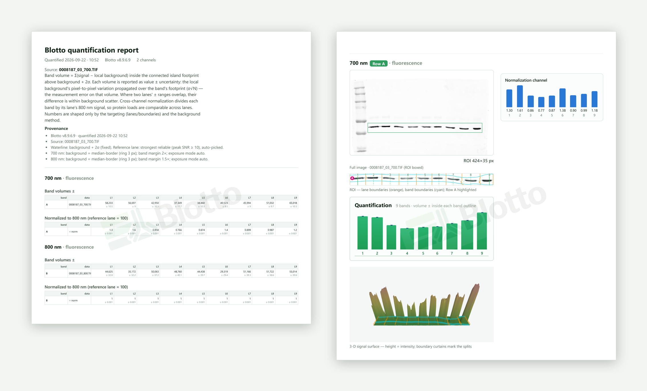 Two pages of a Blotto PDF report: band volumes with their measurement error and the normalized table, alongside the annotated blot, lane and band boundaries, per-band chart and 3-D signal surface